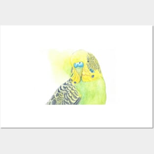 Watercolor green and yellow budgies - parakeet painting portrait with back wash Posters and Art